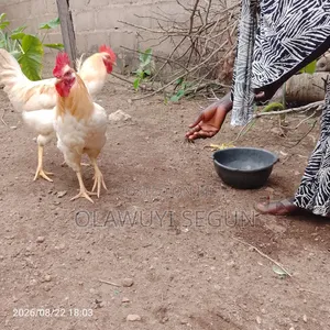 Poultry Animal