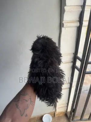 1-3 months Male Purebred Lhasa Apso