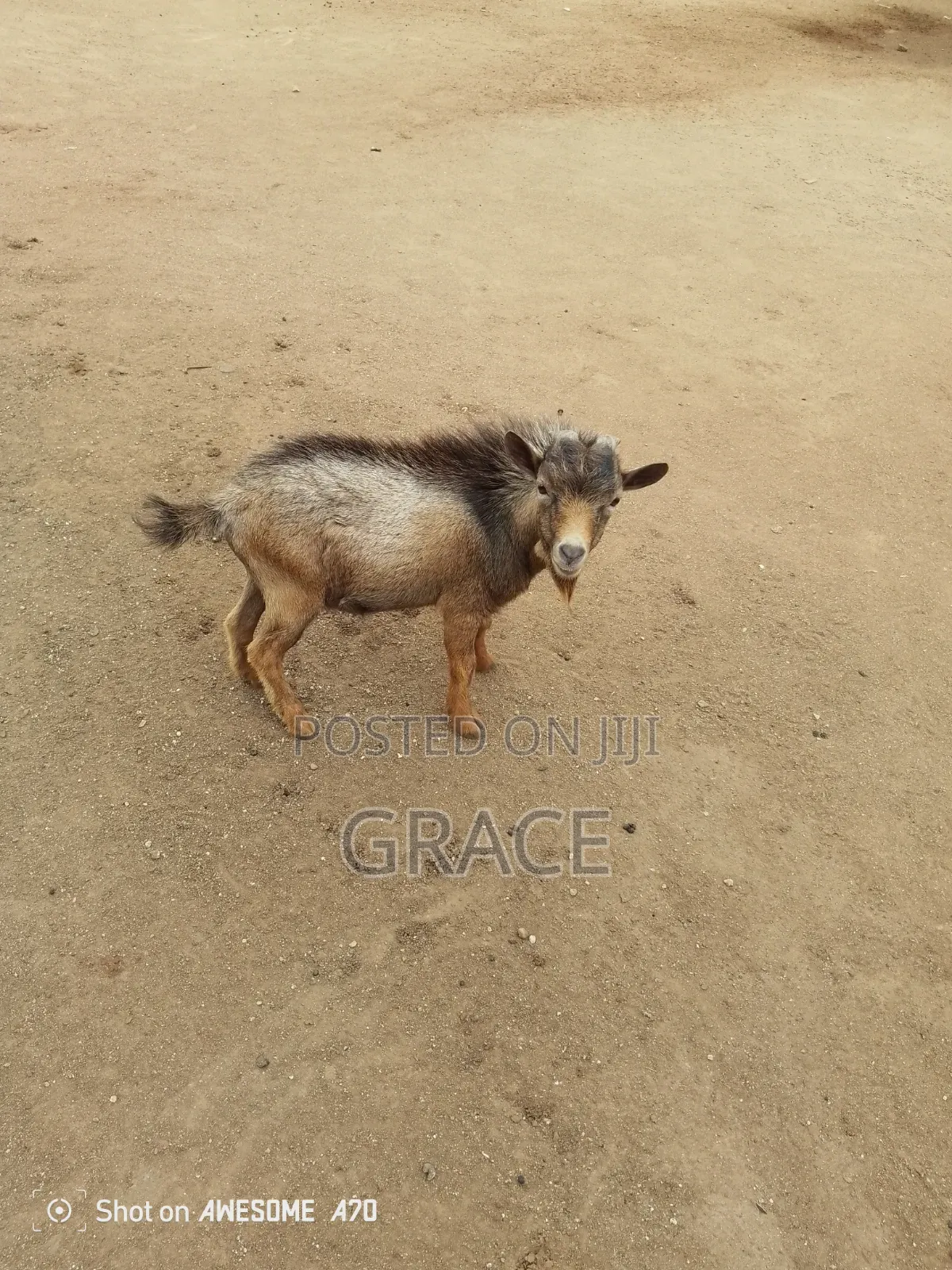 Domestic Goat