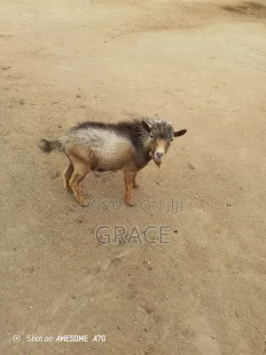 Domestic Goat