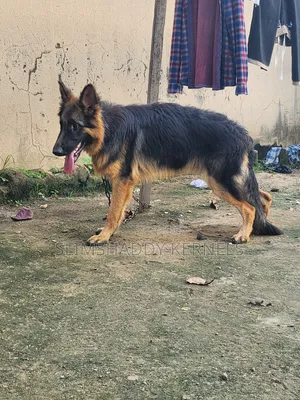 6-12 months Male Purebred German Shepherd