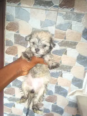 1-3 months Female Purebred Lhasa Apso