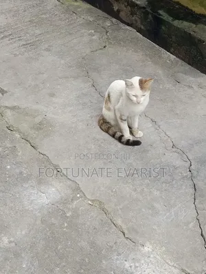 6-12 months Male Purebred Cat