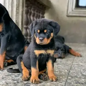 1-3 months Female Purebred Rottweiler