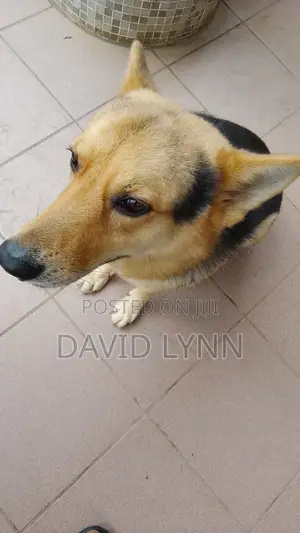 1+ year Male Purebred German Shepherd