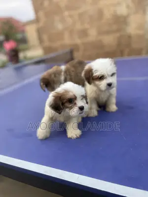 1-3 months Female Purebred Lhasa Apso