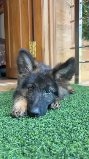 1-3 months Female Purebred German Shepherd