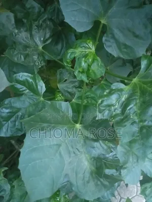 LFresh Miracle Leaf / Odaa Opuo / Ewe Abamoda (Never-Die Leaves)