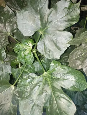 LFresh Miracle Leaf / Odaa Opuo / Ewe Abamoda (Never-Die Leaves)
