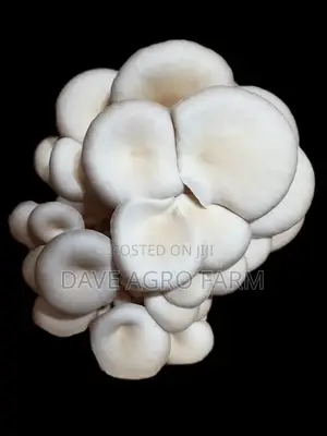 Mushrooms.