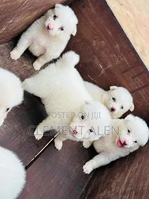 0-1 month Male Purebred American Eskimo