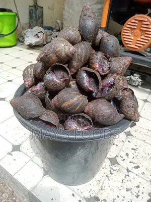 Fresh Snail