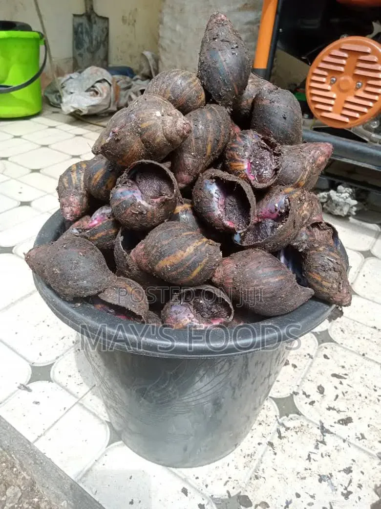 Fresh Snail