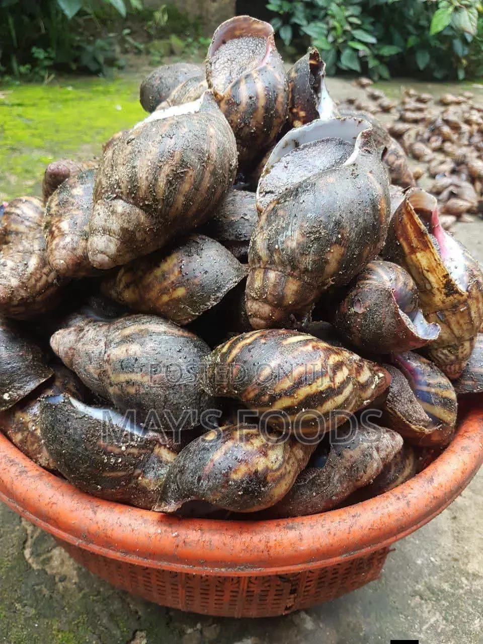 Fresh Snail