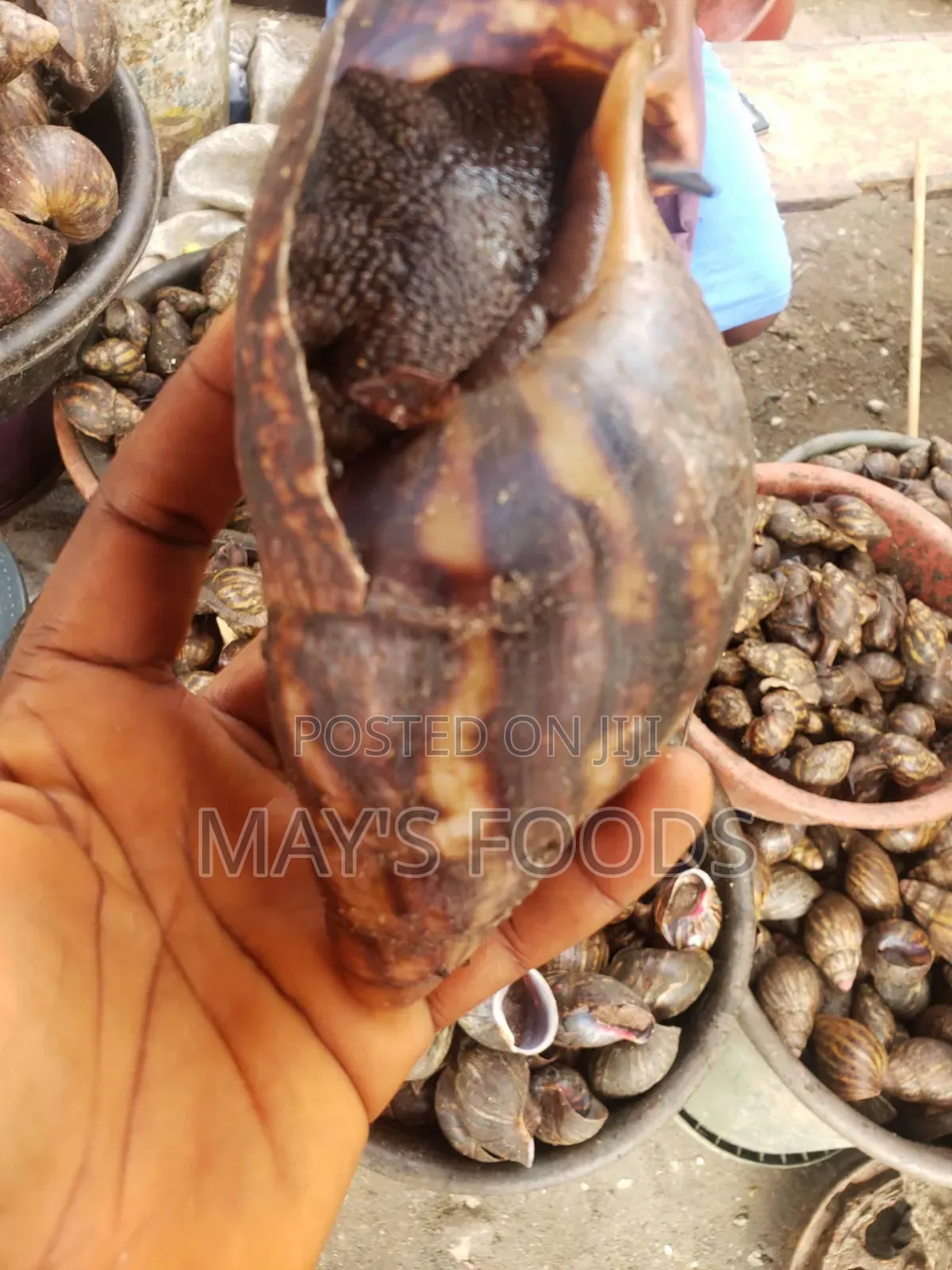 Fresh Snail