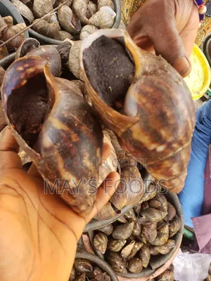 Fresh Snail