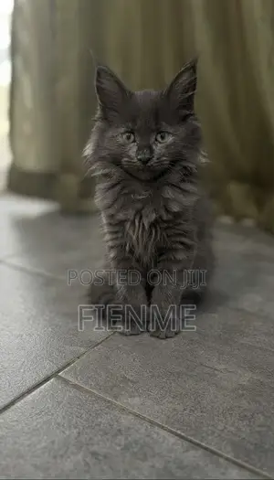 1-3 months Male Purebred Maine Coon
