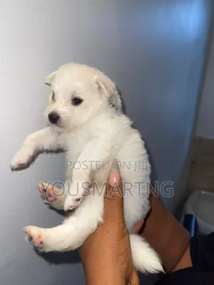0-1 month Male Purebred American Eskimo