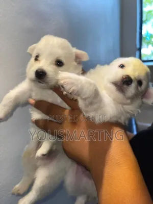 0-1 month Male Purebred American Eskimo