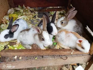 Rabbits Available