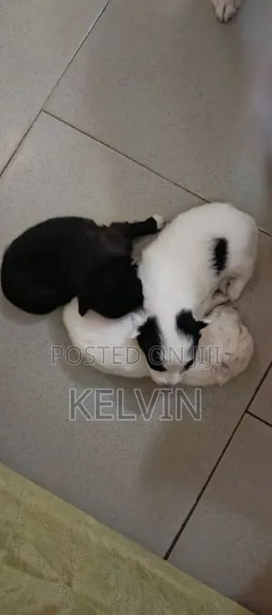 0-1 month Male Mixed Breed American Eskimo