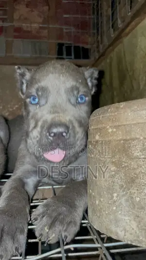 1-3 months Male Purebred Cane Corso