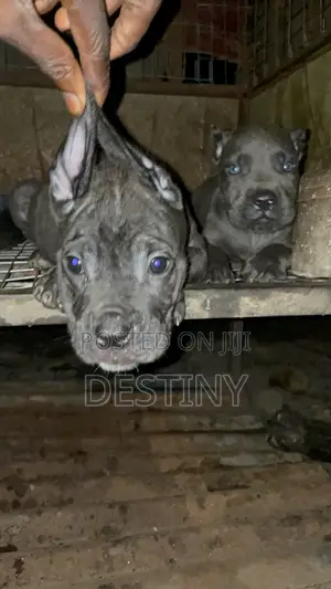 1-3 months Female Purebred Cane Corso
