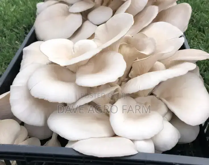 Mushrooms.