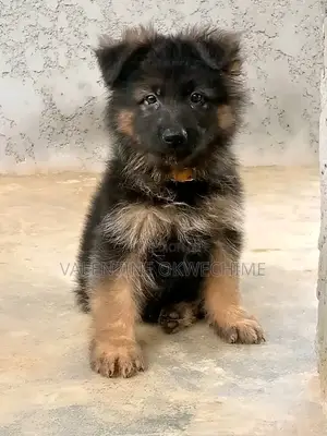 1-3 months Female Mixed Breed German Shepherd