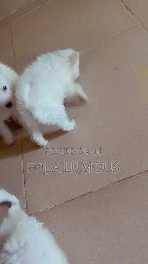 6-12 months Female Purebred American Eskimo
