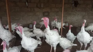 6 Month Old Imported Turkey Available for Sale BULK BUYER NEEDED