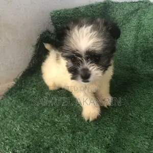 1-3 months Female Purebred Lhasa Apso