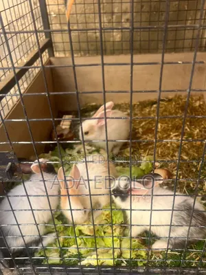 Rabbits for Sale.