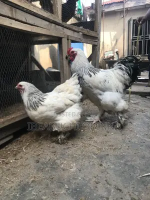 Light Brahma Pure Breed
