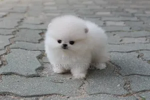 1-3 months Female Purebred Pomeranian