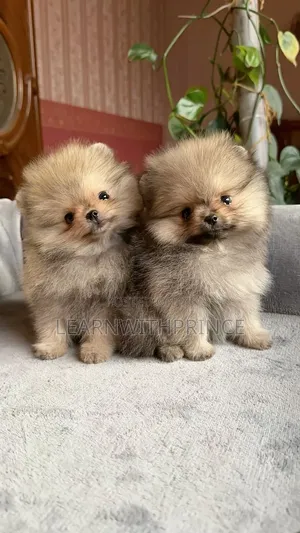 1-3 months Male Purebred Pomeranian