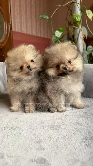 1-3 months Male Purebred Pomeranian