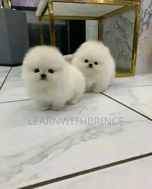 1-3 months Female Purebred Pomeranian
