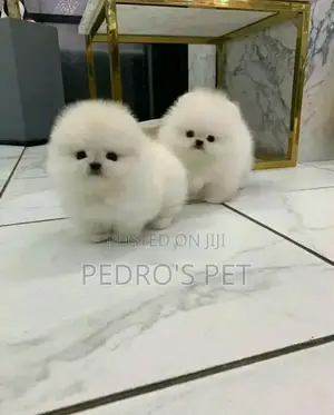 1-3 months Female Purebred Pomeranian