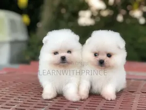 1-3 months Female Purebred Pomeranian