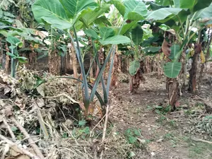 Investment /Development Land Standard Full Plot at Magboro
