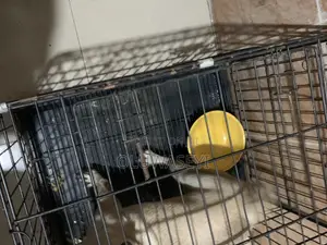 Dog Cage Size 2 Available for Sale