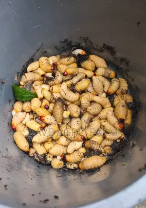 Palm Weevil
