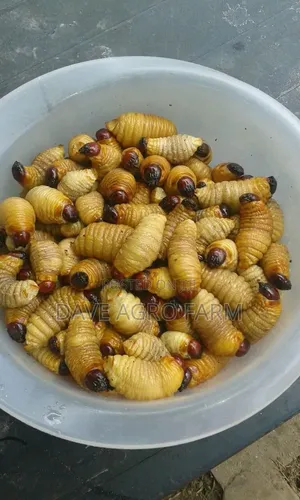 Palm Weevil
