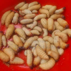 Palm Weevil