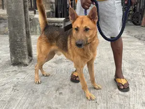 1+ year Male Purebred German Shepherd