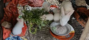 New Zealand Healthy Rabbit Kits
