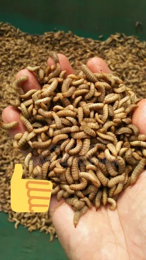 Black Soilder Fly Larva
