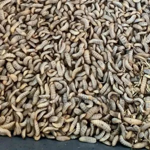 Black Soilder Fly Larva