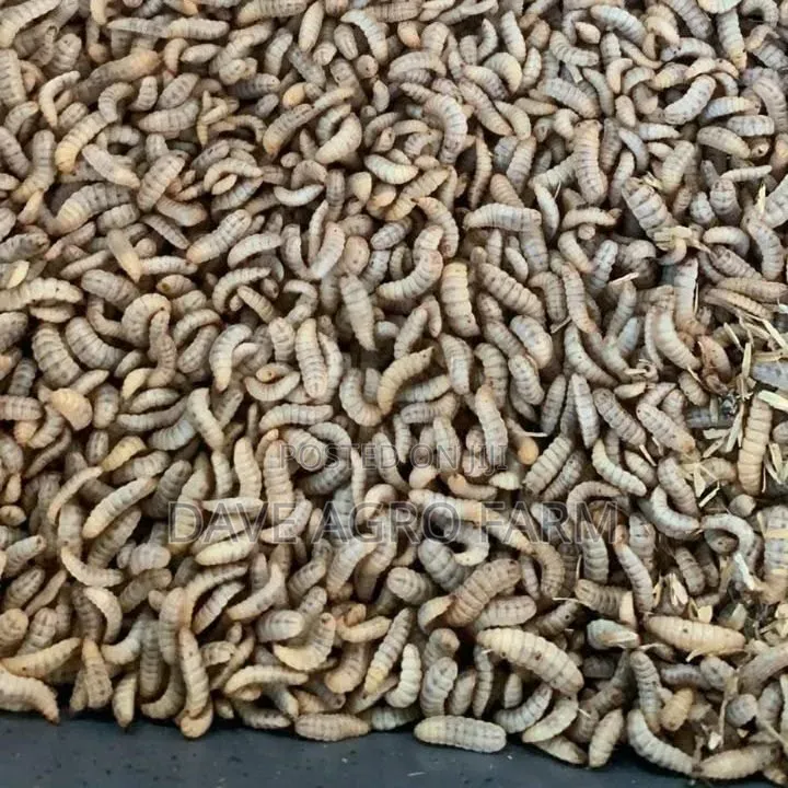 Black Soilder Fly Larva